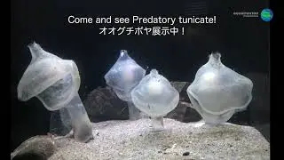 オオグチボヤ産卵からふ化 アクアマリンふくしま（2021/7/30）