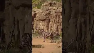 Planet Zoo Is Simply Stunning! | My Zebra & Giraffe Habitat | #shorts