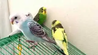 Perruche ondul&eacute;e qui chante
