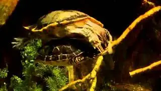 Tickling Turtles
