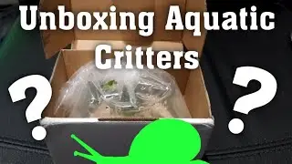Unboxing Nerite Snails For Algae