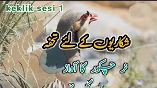chakor hunting voice shakari chakor voice nar zark awaz partridge voice