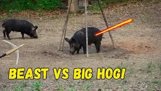 BEAST BROADHEAD VS BIG WILD HOG! - The Hunt For Maximus The Boar!