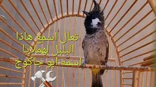 تغريد بلبل هملايا قمه بل جمال شدكولون ياهو افضل العراقي ام الباكستاني 🤔