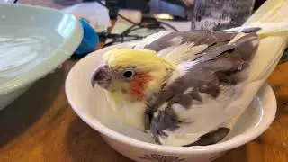 cockatiel gets that loving feeling bird bath.(1)