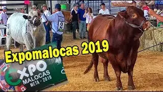 Expomalocas 2019 Informe