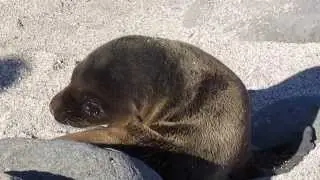 Cute Sea Lion Pup