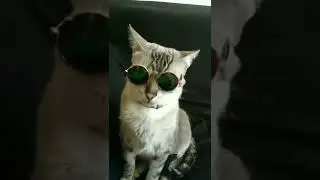 Coolest Cat Puts on Sunglasses!!! #Shorts #Cats