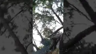 Wombat protecting its burrow by using its Bum.