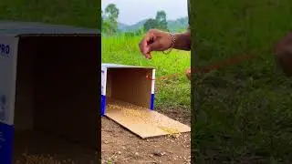 Easy Simple Pigeon Trap Using Cardboard Box Catch Birds Fast #pigeontrap #birdcontrol #diy