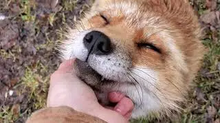 Your Finnegan Fox Fix