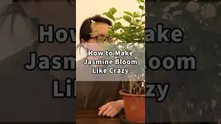 How to Make Jasmine Bloom Like Crazy?