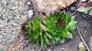 Sempervivum calcareum known for its distinctive coloring and vigor