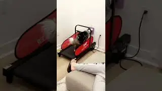 Teaching my dog how to use a treadmill