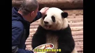 花花和谭爷爷呆久了，爷孙俩不仅长的越来越像，花花甚至可以模仿 #大熊猫花花 #谭爷爷