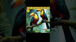 How does the hornbill protect its chicks?