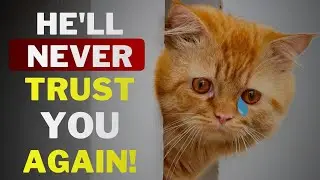 6 вещей, которые подрывают доверие вашей кошки &mdash; прекратите это делать!
