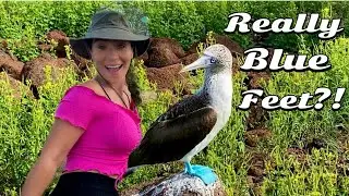 Exploring the Wildlife | Galapagos, Ecuador. Travel Vlog