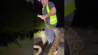 #snake ⁴ Catching a Baby Python in the Amazon Forest 