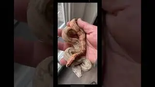 Chuck Tornetta Blood Boas #boaconstrictor #bloodboa #boaconstrictormorph