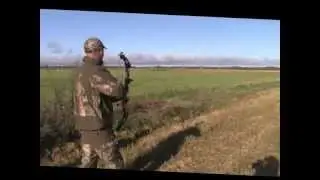 Bowhunting pheasant.