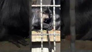 今日は ユッコばあちゃんに シッポのお手入れしてもらいました   長野市城山動物園  #zoo