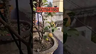 Ghar Baithe Fresh Fruit Plant Order Karo  #gardening #fruitplant #mango #nursery
