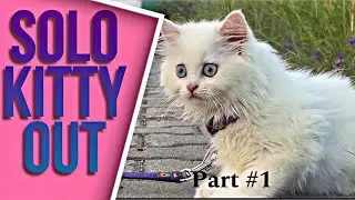 Cat&rsquo;s Perfect Day Out ~ (Solo kitty Adventure 🫣) Part #1 | Meow Meow Cats
