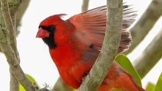 Песенка кардинала | Cardinal's Song