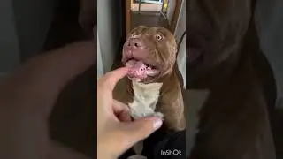DOG'S TRANSFORMATION VIDEO