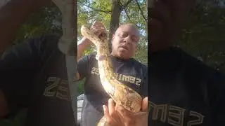 My Hog Island Boa Apollo