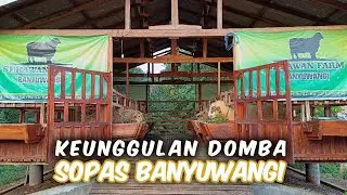 Keunggulan Domba Sopas Banyuwangi