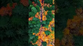 Autumn trees 🍁🌳 #travel #nature #drone