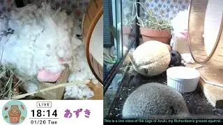 2026-01-20  また雪なの？気を付けて昼寝しよう