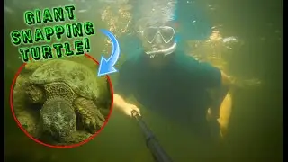 GIANT SNAPPING TURTLE and TONs of FISH!