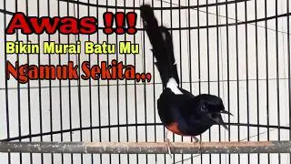 PANCINGAN MURAI MURAI SUARA KASAR MENCARI LAWAN 99% AMPUH BIKIN MURAI BATU SEKETIKA LANGSUNG NGAMUK