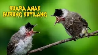 SUARA BURUNG PIKAT ANAK KUTILANG