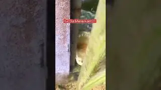 Buaya Kelaparan !!! Pintu Dibuka Langsung Menerkam !!!