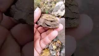Muddy rock with crazy layer like patterns #crystals #nature #rocks #shorts