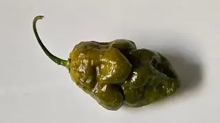 Gator Jigsaw... from HellGarden Chilis & Nick Kemps!
