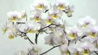 春江花月夜