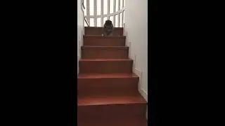 Pomeranian learning to go down stairs