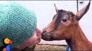 Rescued Goats Form SWEETEST Family | The Dodo: Comeback Kids