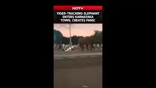 Viral Video | Elephant Brought For Tiger-Tracking Enters Karnataka Town, Creates Panic