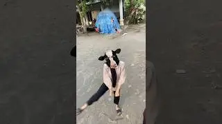 Joget Sapi imut lucu 🐮 #shorts