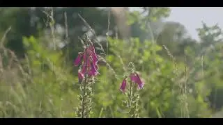 Nature Reel