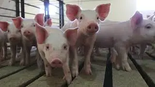 The Amazing Pig 2023
