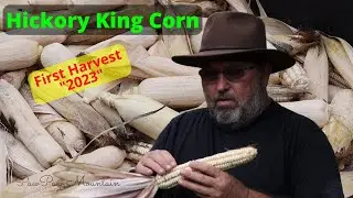 Hickory King Corn First Harvest of 2023 / Feeding the Kune Kune Pigs
