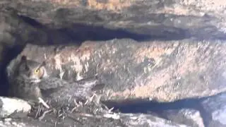 Sharing the cave with Mamma Owl and her egg babies