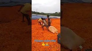 AVT Chandu mallige company 🏵️🏵️🔥